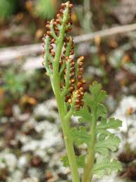 Attēlu rezultāti vaicājumam “Botrychium matricariifolium”