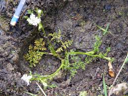 Attēlu rezultāti vaicājumam “Oenanthe aquatica”