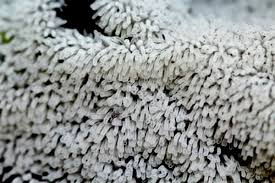 Attēlu rezultāti vaicājumam “Ceratiomyxa fruticulosa”