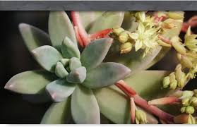 Attēlu rezultāti vaicājumam “Crassulaceae”