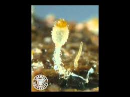 Attēlu rezultāti vaicājumam “Pilobolus crystallinus”