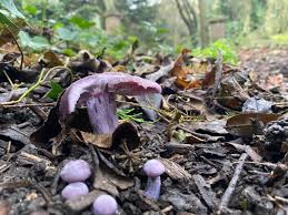 Attēlu rezultāti vaicājumam “Lepista sp.”