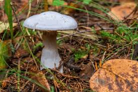 Attēlu rezultāti vaicājumam “Cortinarius traganus”