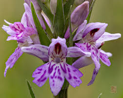 Attēlu rezultāti vaicājumam “Dactylorhiza fuchsii flower”