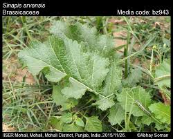 Attēlu rezultāti vaicājumam “Sinapis arvensis leaf”