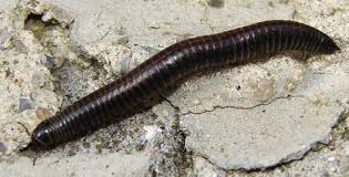 Attēlu rezultāti vaicājumam “Ommatoiulus sabulosus aimatopodus”