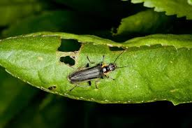 Attēlu rezultāti vaicājumam “Cantharis obscura”