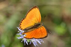 Attēlu rezultāti vaicājumam “Lycaena virgaureae male”