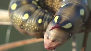 Attēlu rezultāti vaicājumam “Deilephila elpenor larva”