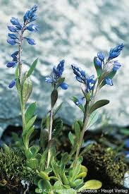 Attēlu rezultāti vaicājumam “Polygala amarella flower”
