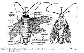 Image result for periplaneta americana