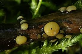 Attēlu rezultāti vaicājumam “Vibrissea decolorans”