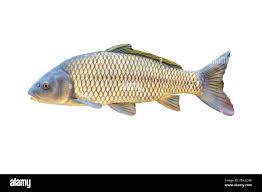 Image result for Cyprinus carpio