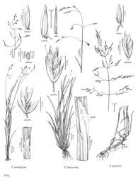 Attēlu rezultāti vaicājumam “Poa palustris leaf”