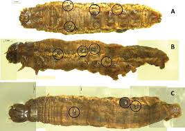 Attēlu rezultāti vaicājumam “Mythimna sp.”