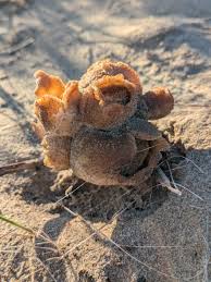 Attēlu rezultāti vaicājumam “Peziza ammophila”