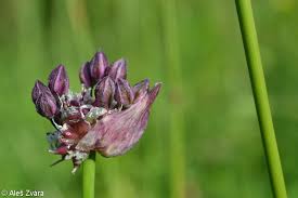 Attēlu rezultāti vaicājumam “Allium scorodoprasum flower”