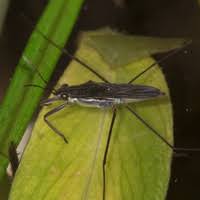 Attēlu rezultāti vaicājumam “Limnoporus rufoscutellatus”