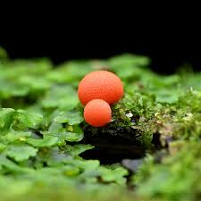 Attēlu rezultāti vaicājumam “Lycogala epidendrum s.str. macro”