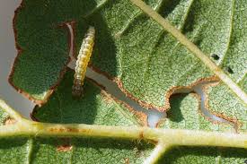 Attēlu rezultāti vaicājumam “Bucculatricidae”