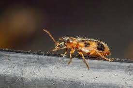 Attēlu rezultāti vaicājumam “Diderma roanense macro”