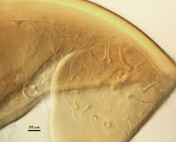 Attēlu rezultāti vaicājumam “Cribraria costata spores”