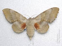 Attēlu rezultāti vaicājumam “Laothoe populi imago”