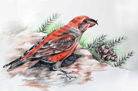 Image result for Loxia curvirostra