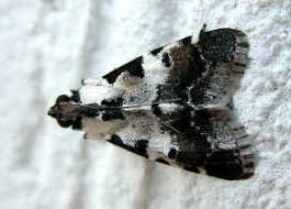 Attēlu rezultāti vaicājumam “Pyralididae”