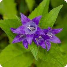 Attēlu rezultāti vaicājumam “Campanula trachelium flower”