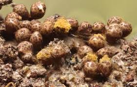 Attēlu rezultāti vaicājumam “Trichia ambigua macro”