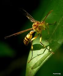 Attēlu rezultāti vaicājumam “Paradiacheopsis rigida macro”