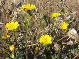 Attēlu rezultāti vaicājumam “Oxyrrhynchium hians var. rigidum”