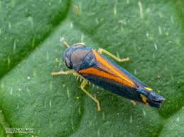 Attēlu rezultāti vaicājumam “Cicadellidae”