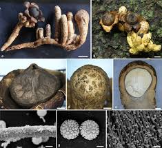 Attēlu rezultāti vaicājumam “Geastrum”