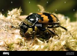 Attēlu rezultāti vaicājumam “Nicrophorus vespillo”