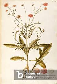 Attēlu rezultāti vaicājumam “Dipsacaceae”