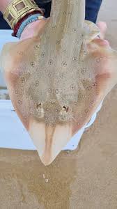 Image result for Acroteriobatus annulatus