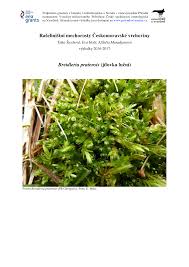 Attēlu rezultāti vaicājumam “Breidleria pratensis”