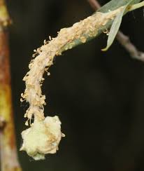 Attēlu rezultāti vaicājumam “Salix daphnoides subsp. acutifolia bud”