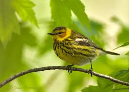 Image result for Dendroica tigrina