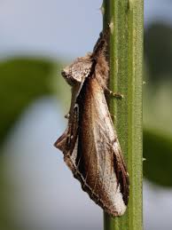 Attēlu rezultāti vaicājumam “Pheosia gnoma”