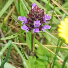 Attēlu rezultāti vaicājumam “Prunella vulgaris flower”