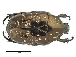 Attēlu rezultāti vaicājumam “Liocola lugubris”