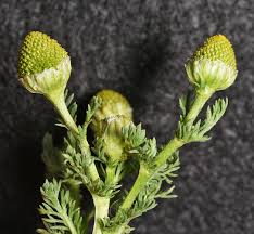 Attēlu rezultāti vaicājumam “Matricaria discoidea leaf”