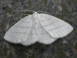 Attēlu rezultāti vaicājumam “Cabera exanthemata”