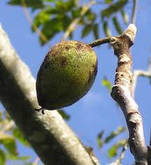 Attēlu rezultāti vaicājumam “Juglans x sinensis fruit”