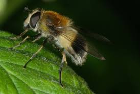 Attēlu rezultāti vaicājumam “Leucozona lucorum”