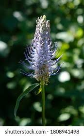 Attēlu rezultāti vaicājumam “Phyteuma spicatum flower”