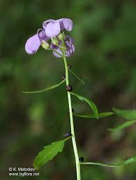 Attēlu rezultāti vaicājumam “Cardamine bulbifera”